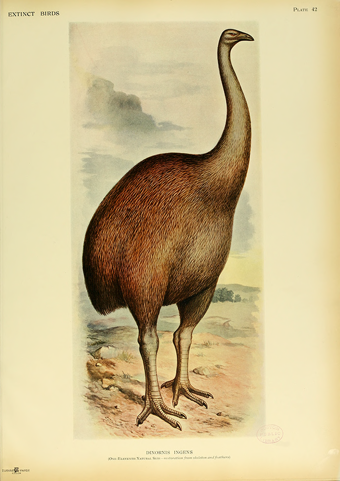 ‘Giant Moa’, Extinct Birds (Plate 42) - Lionel Walter Rothschild
