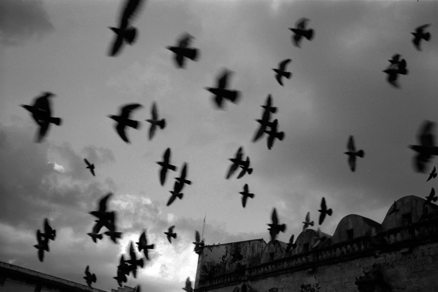 Birds fly over the Plaza de la Catedral, Old Havana, Cuba.