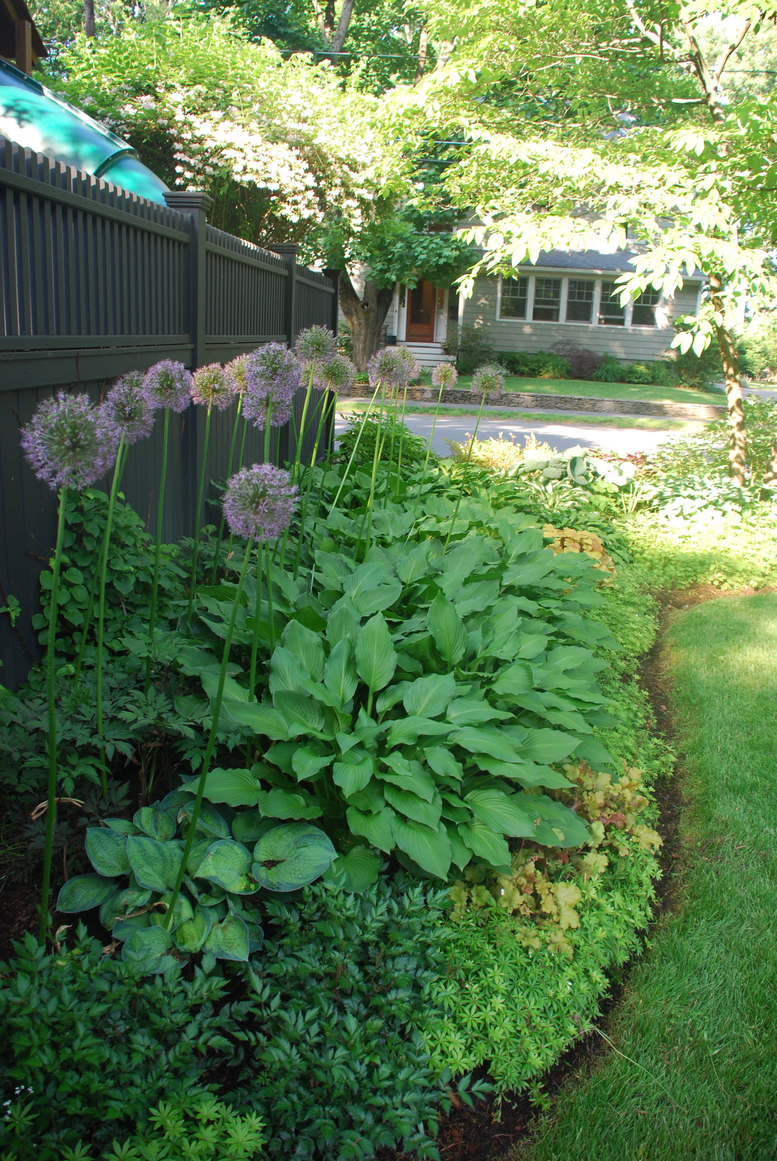 Hosta, allium and other light shade plants