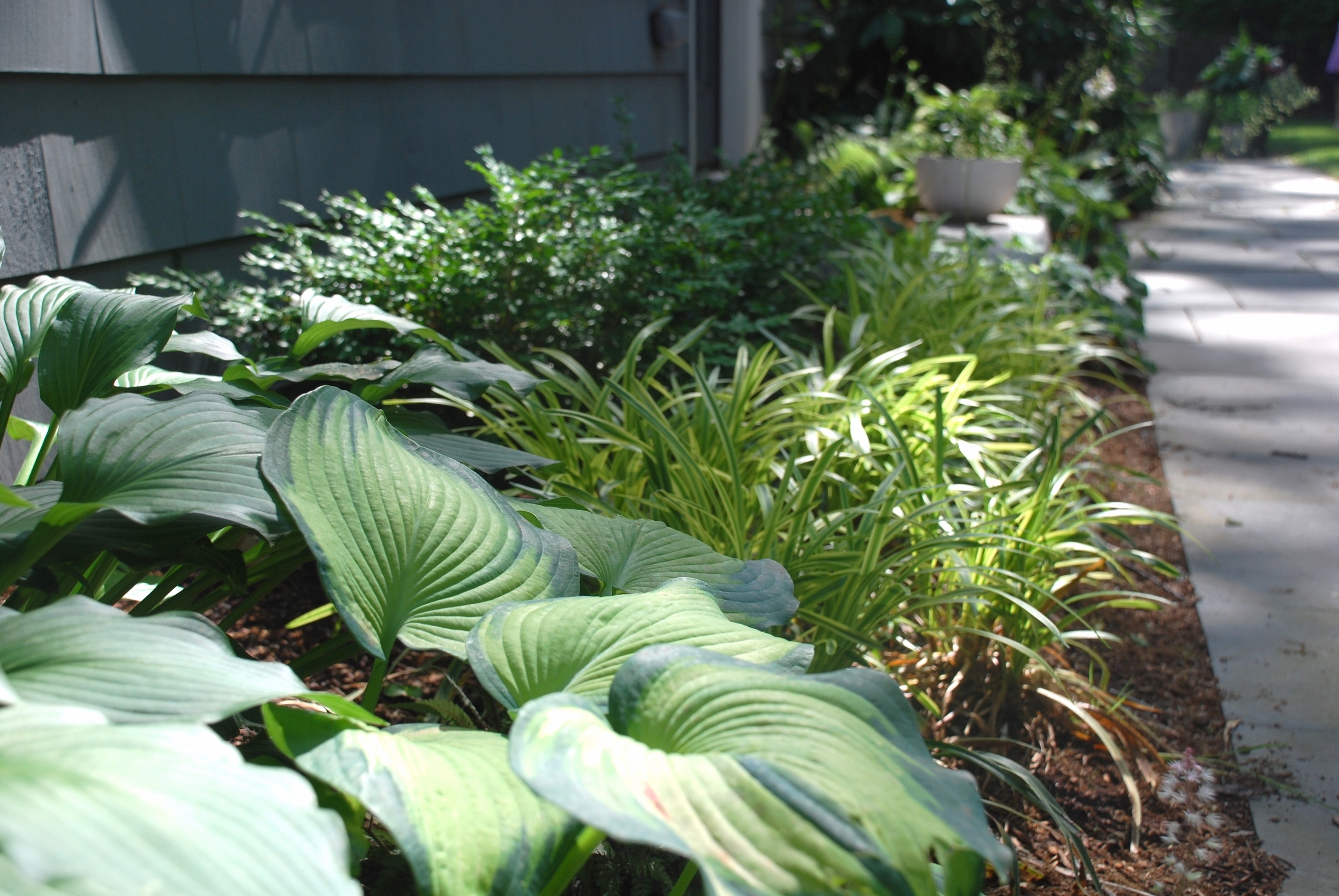 Side Garden of hosta, boxwood and lirope