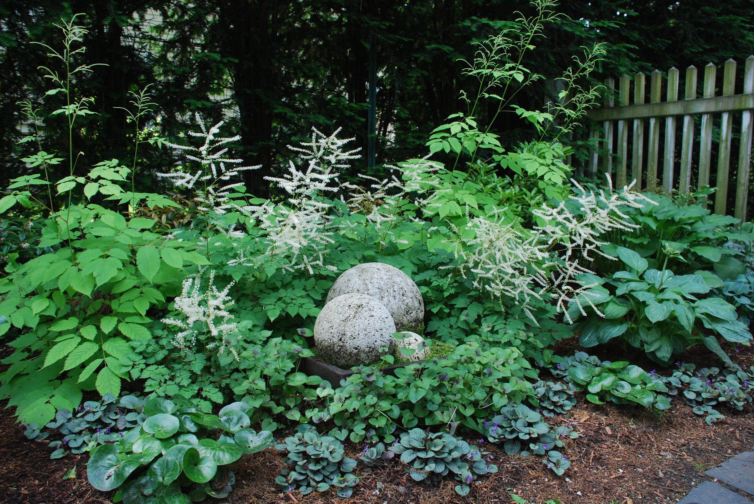 Shade garden featuring many native northeast plants