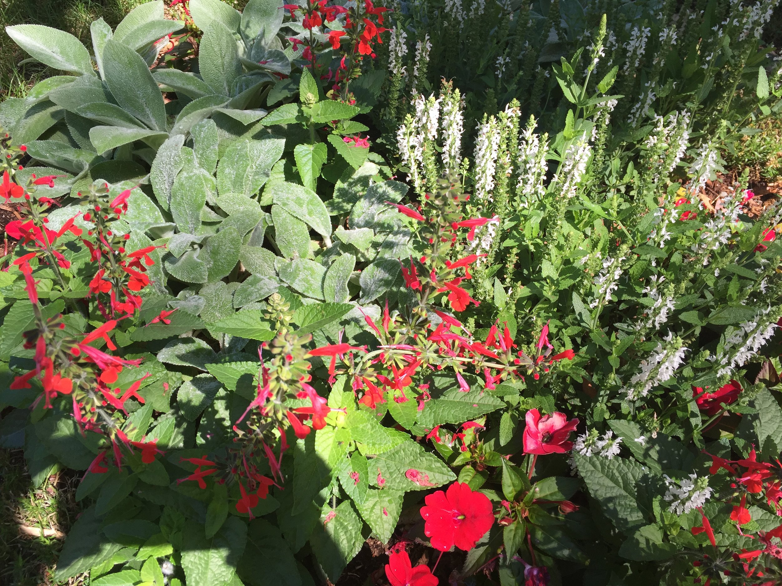 Sunny colorful front garden