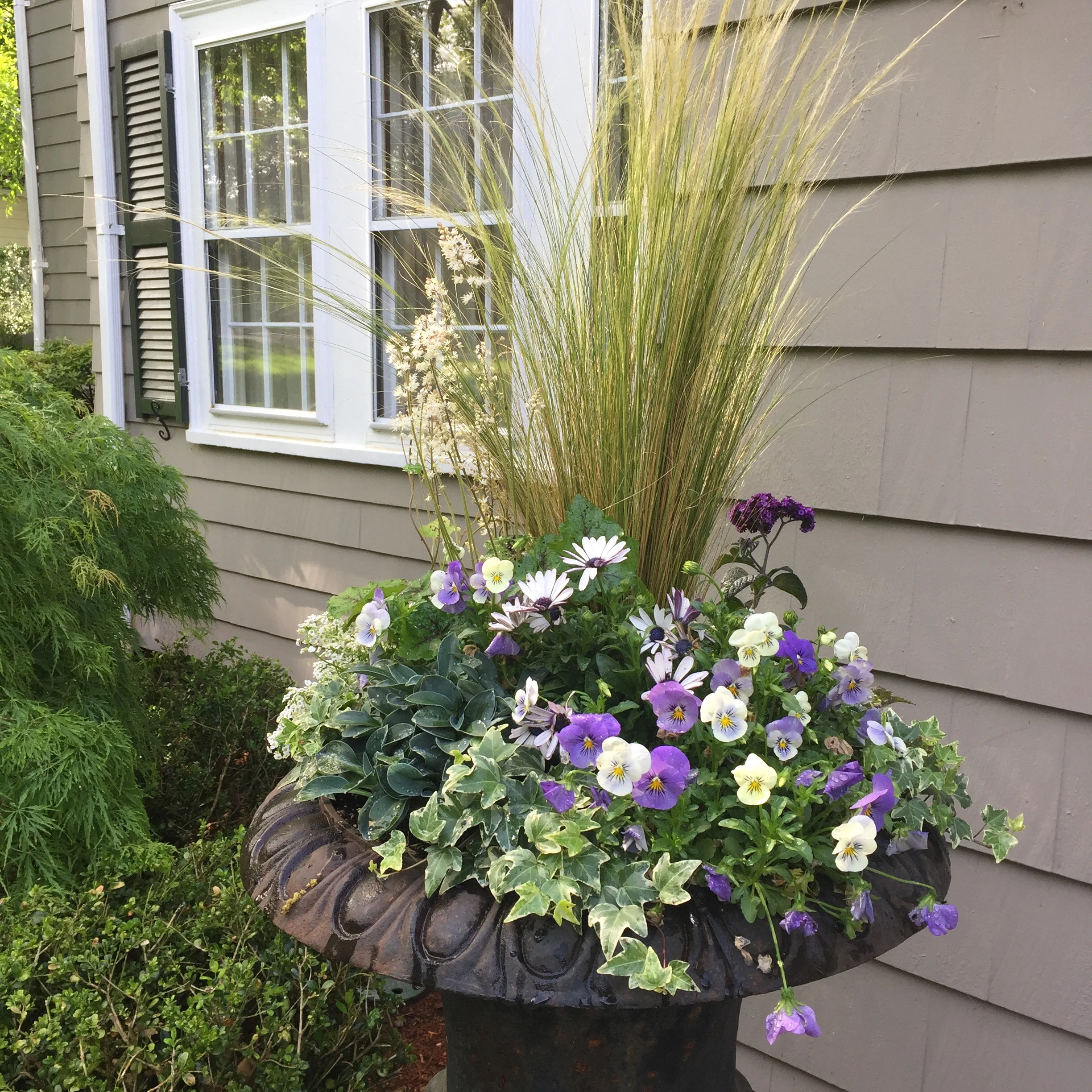 Shade loving container in shades of blue featuring violets, grasses, hosts, ivy and tiarella.