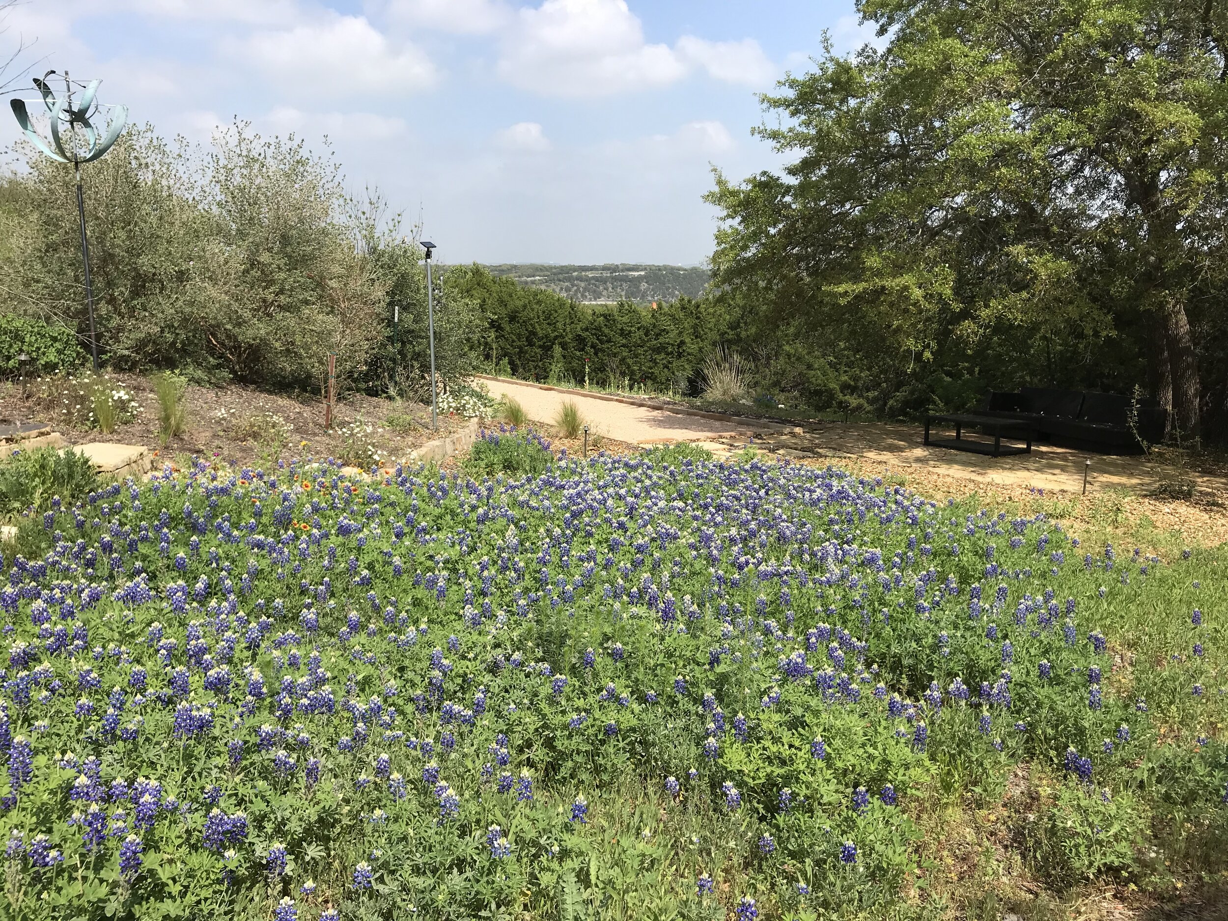  Texas Blue Bonnets are one of the first wildflowers to make an appearance every spring.  