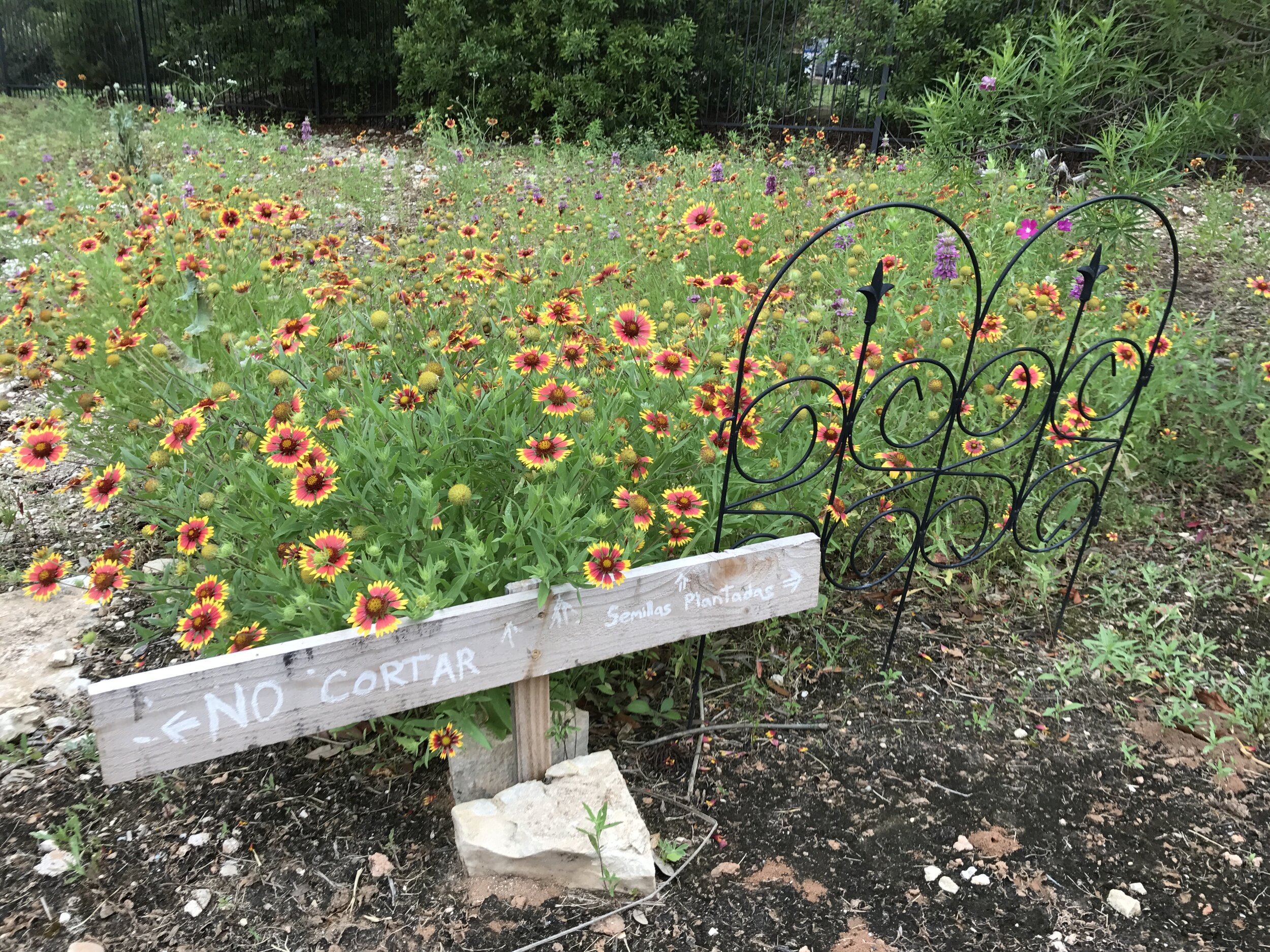  Prairies created from wildflower seed mixes and the transplanting of selected species  