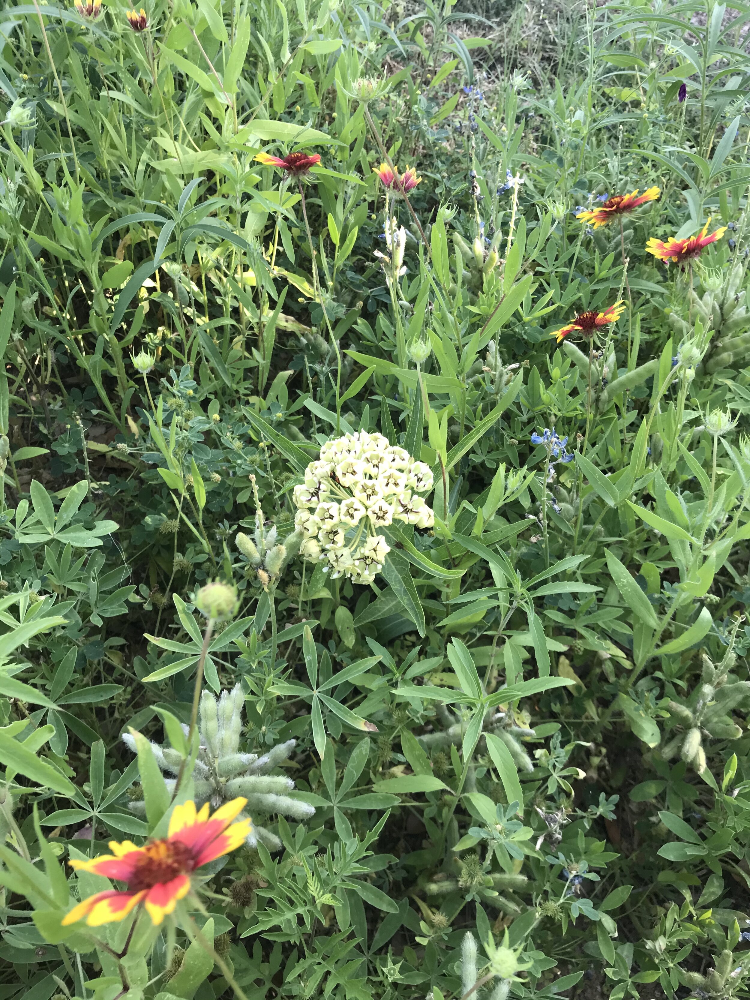  Antelope-horns Milkweed is one of dozens species in this meadow. It is a crucial food source for the endangered Monarch butterfly caterpillars. 