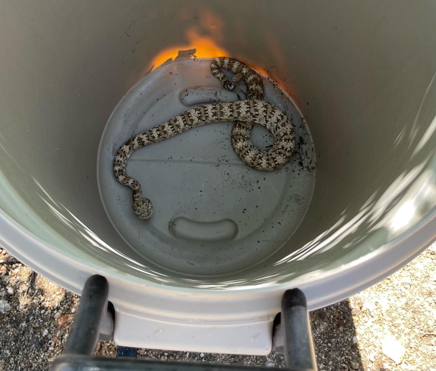 Rattlesnake relocation # 3 already for this season.  This guy never rattled during the capture. Be careful out there, not all of them will give you that handy warning rattle.  #desert #joshuatree #nokill #noharm #desertlife #snakerelocation #besafe #