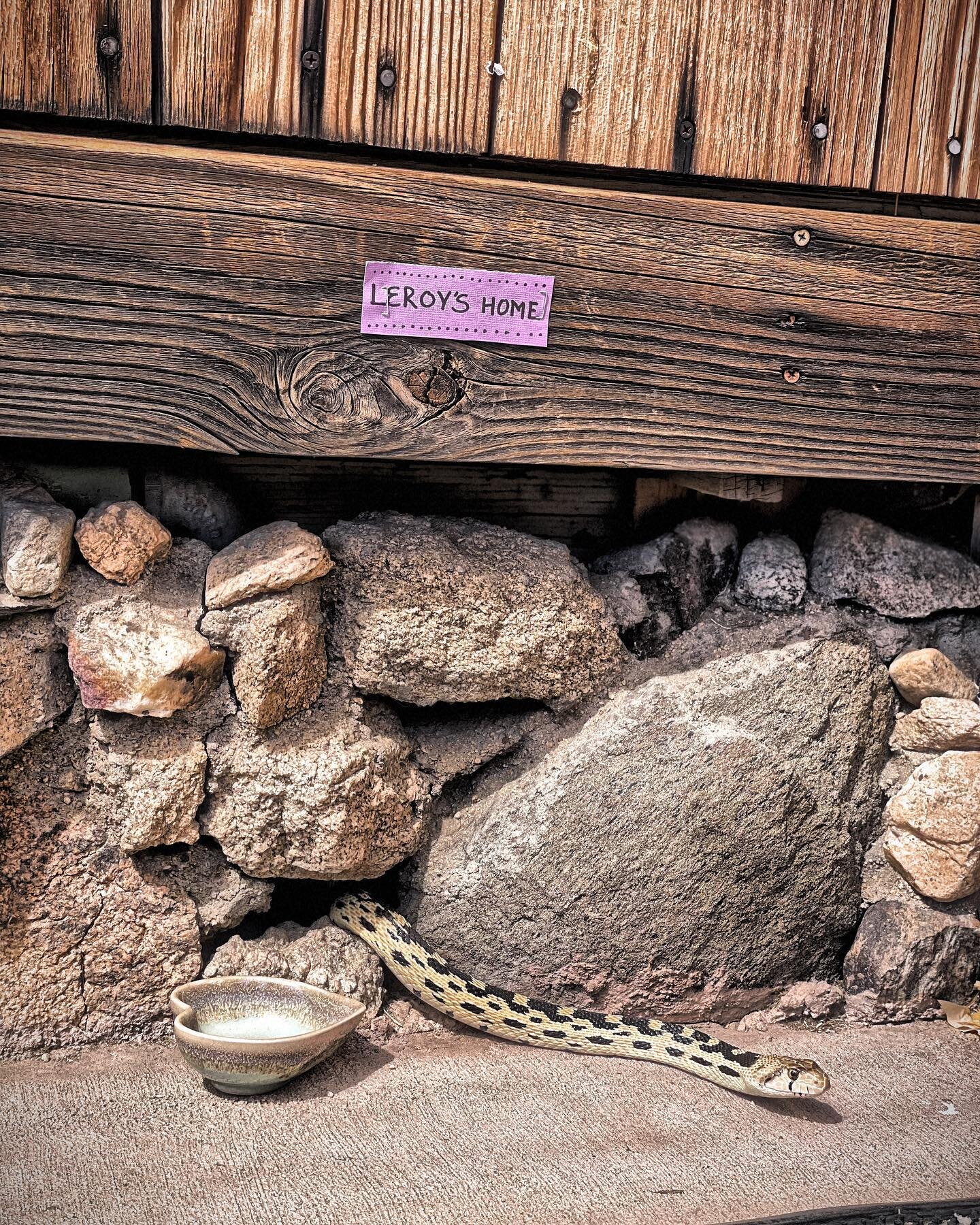 Shop visitors😁🐍🦉🦎 The gopher snake stayed long enough to get a name. There&rsquo;s a really neat video here on our Instagram of the desert iguanas fighting for territory. Check it out! #joshuatree #desert #gophersnake #desertiguanas #barnowl #des