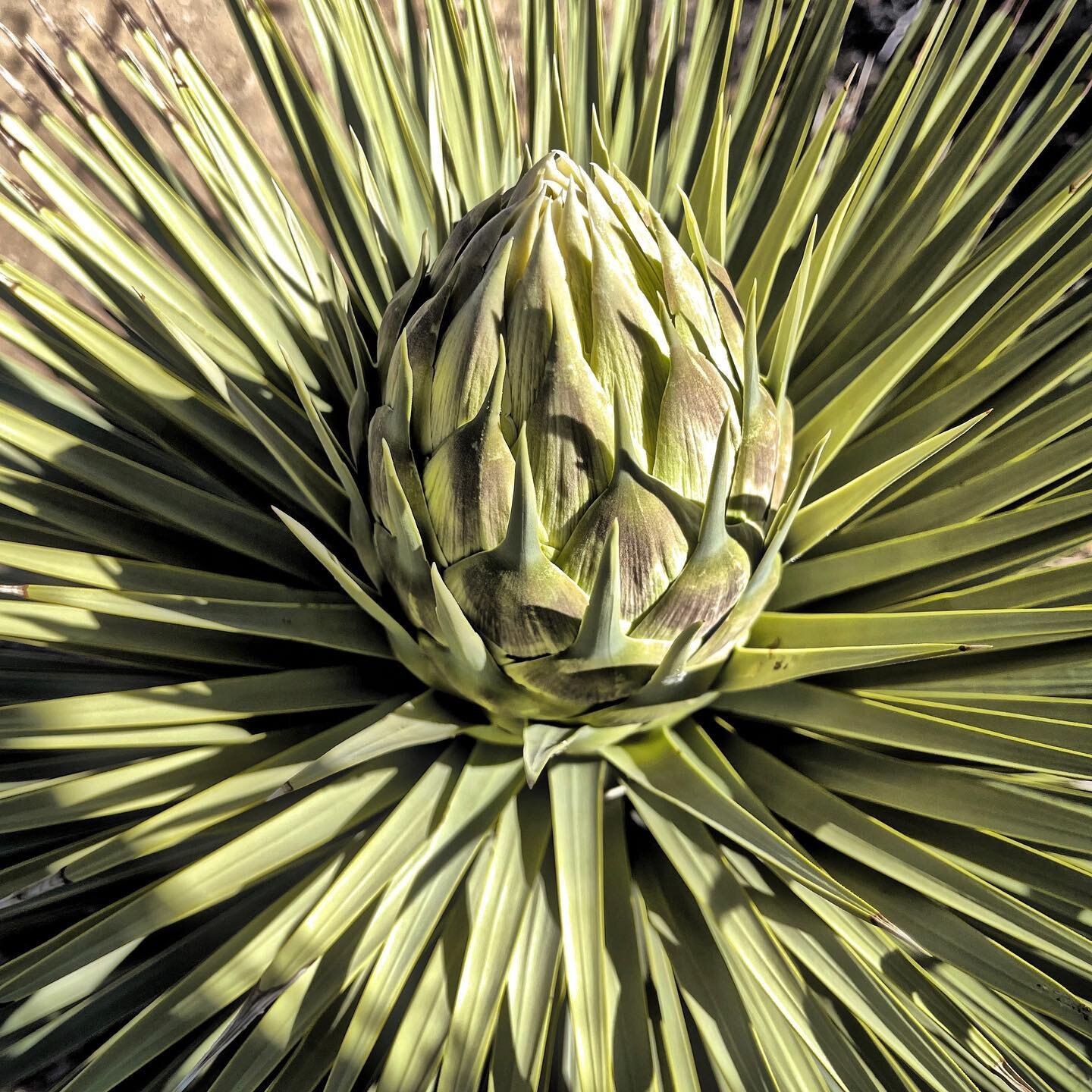 We could hear the yucca moths in the blooms today. 🤩 #joshuatree #busy #pollinators #pollinator #yuccamoth #bloom #spring #flower #desert #desertbloom #quiet #bequiet #listen #bugs #bug #nature #plant #plants