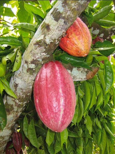 Cocoa pod samoa.jpg