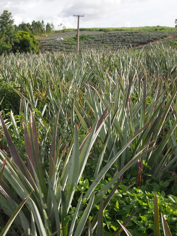 pineapple orchard.JPG