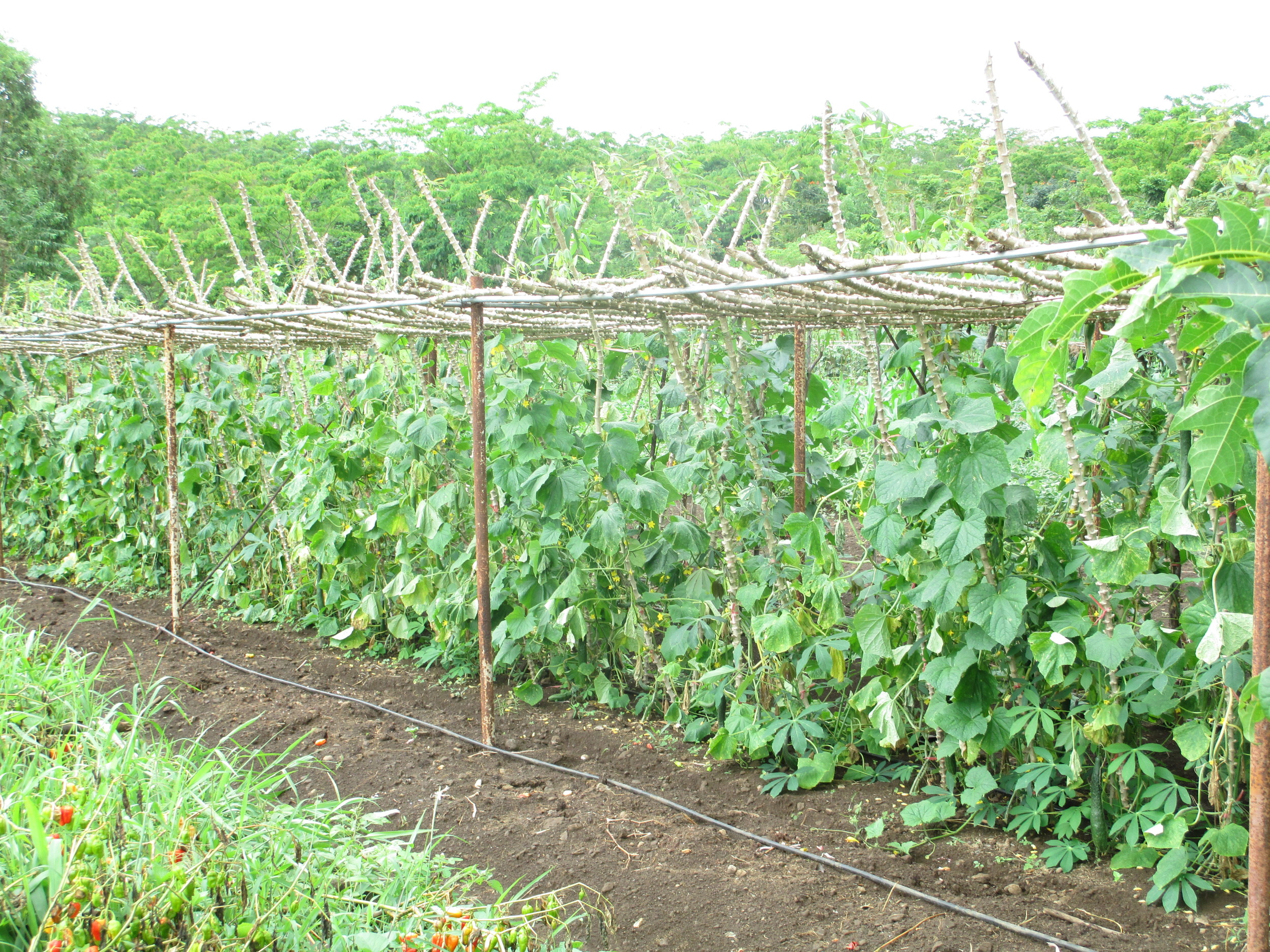 samoa cucumber.JPG