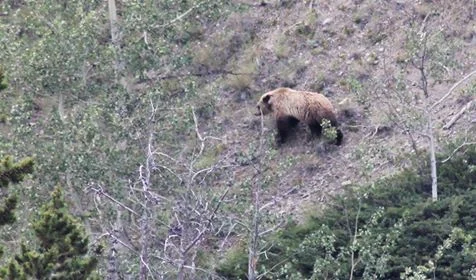 bears.jpg
