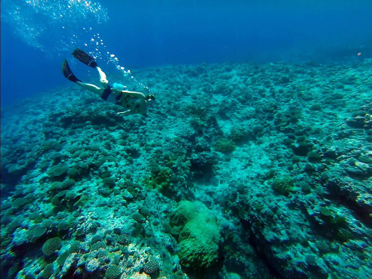 Snorkel.jpg