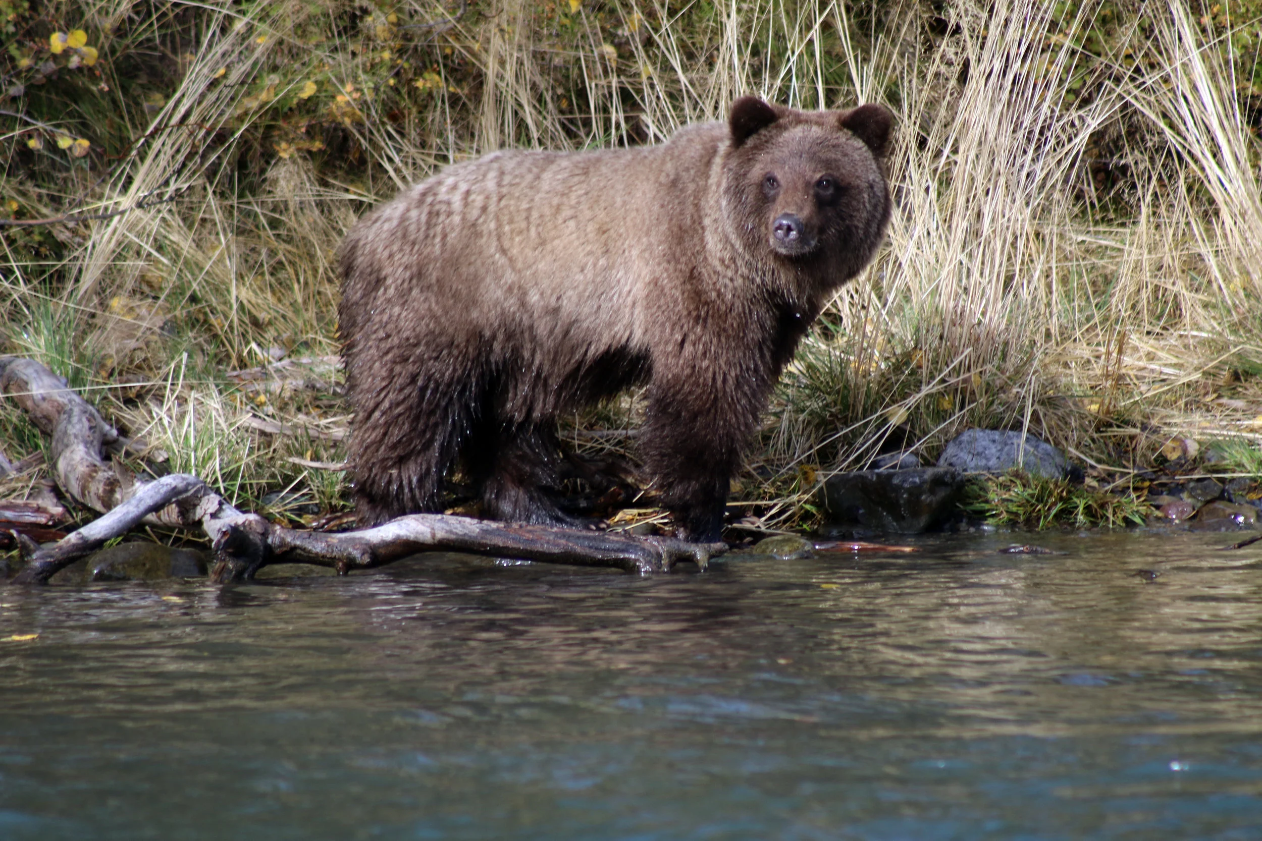 BEAR_W_2112.jpg