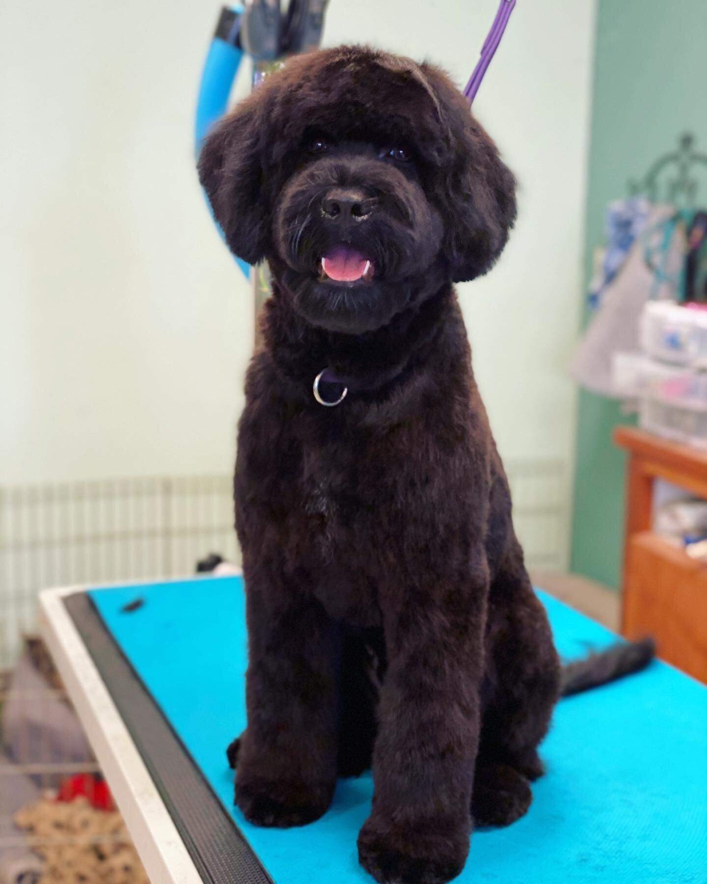 Paz the Portuguese Water Dog puppy came to see us for his first big boy haircut, what a cutie! #puppyhaircut #portiepuppy #portuguesewaterdog