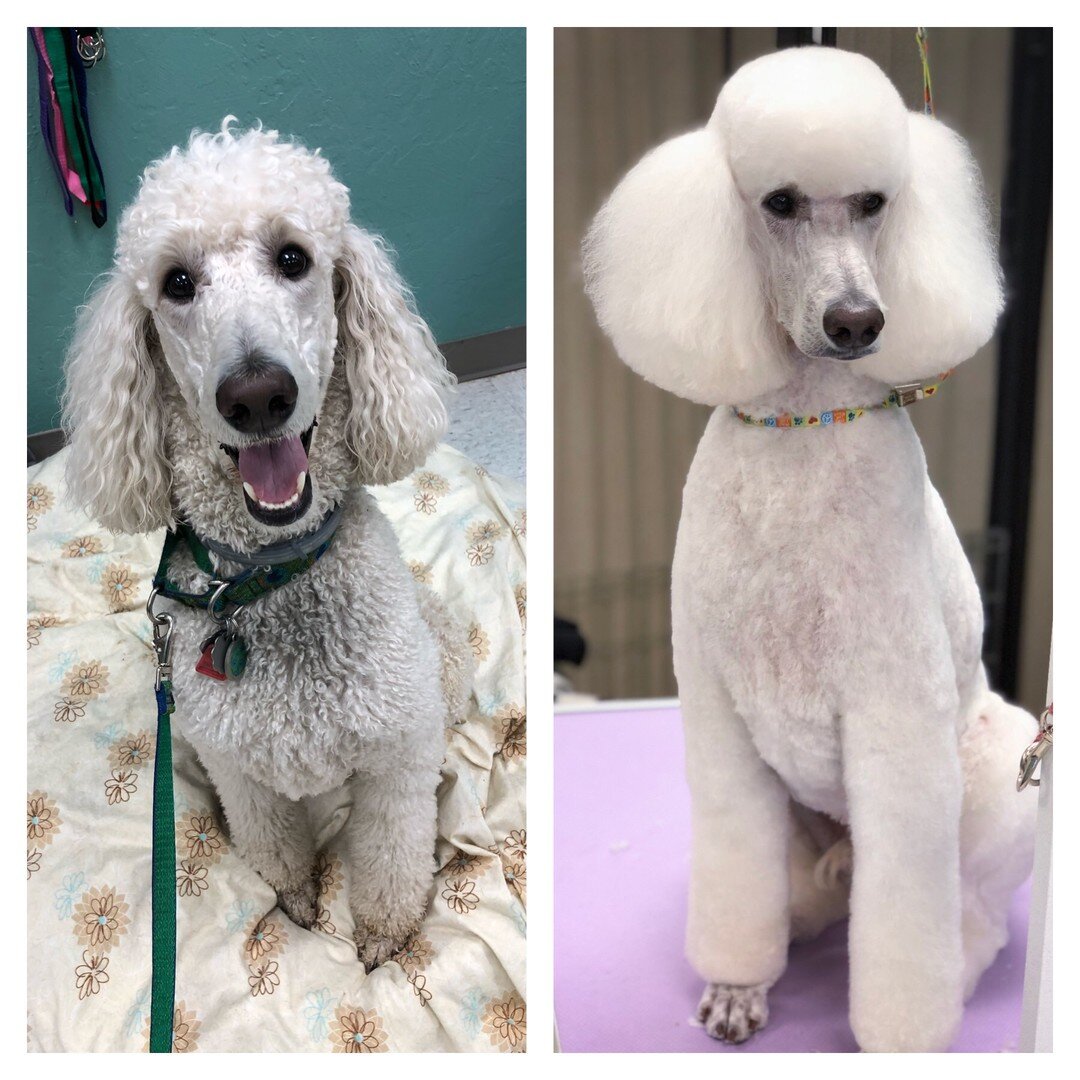 Murphy's Paw is hiring! Our current demand for services is outstripping the availability of our grooming team, so we are opening up interviews for both an experienced groomer and a bather. The grooming position can be full or part time, the bather po