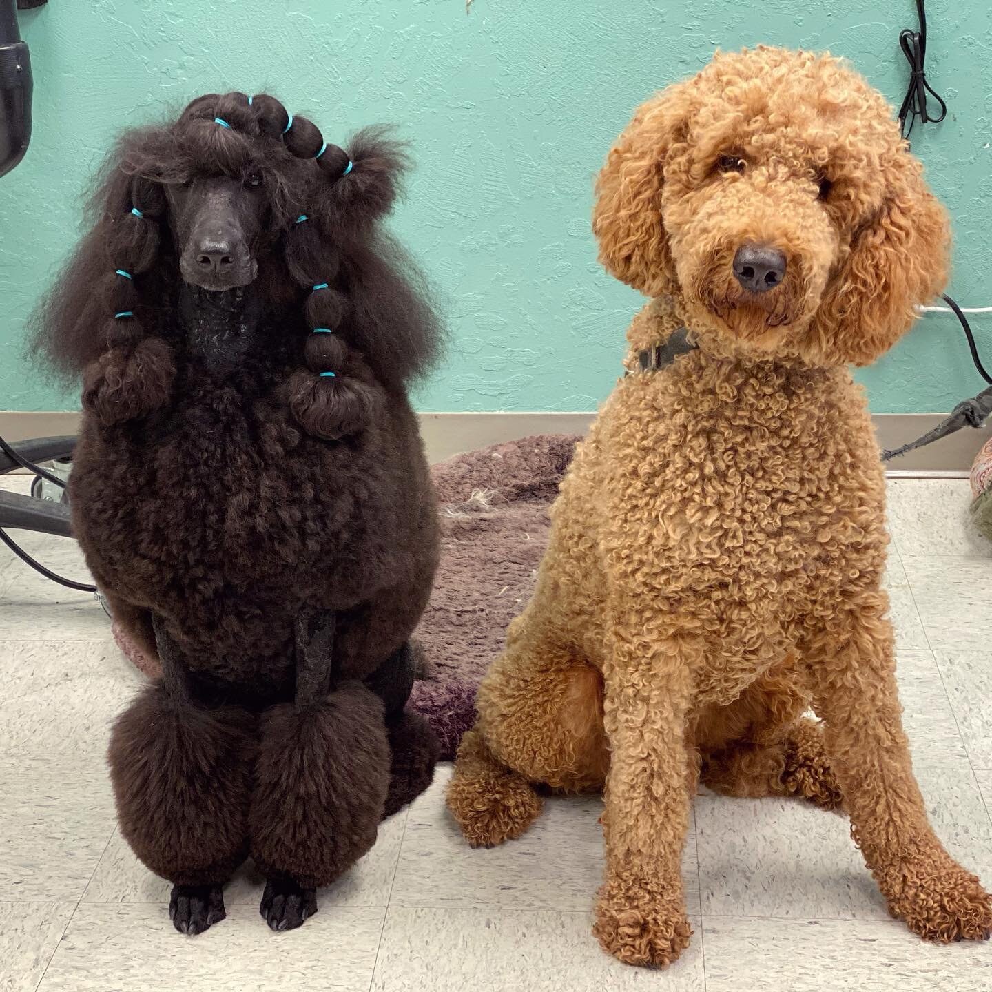 Can you guess which one is the poodle?
Trick question, they both are! 
Shop dog Juniper is actively showing in AKC conformation, so she sports the traditional Continental trim. Kirby prefers a simple field clip with a short teddy bear head for easy m