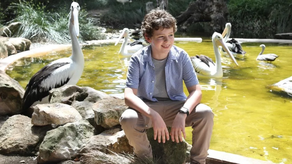 Storm Boy star Finn Little reunites with pelicans at Adelaide Zoo after film premieres
