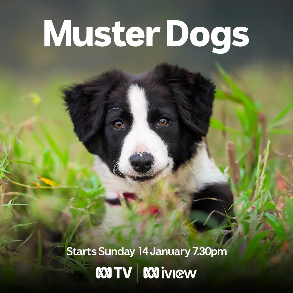 Muster Dogs- from pups to pros Season two of the smash hit series starts in January