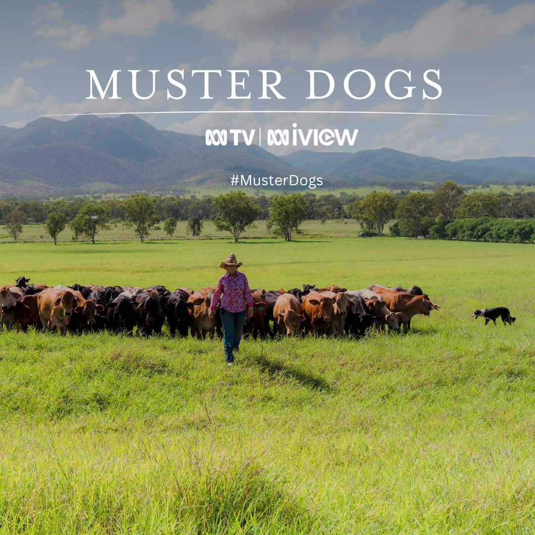 Casting for New Series of Muster Dogs
