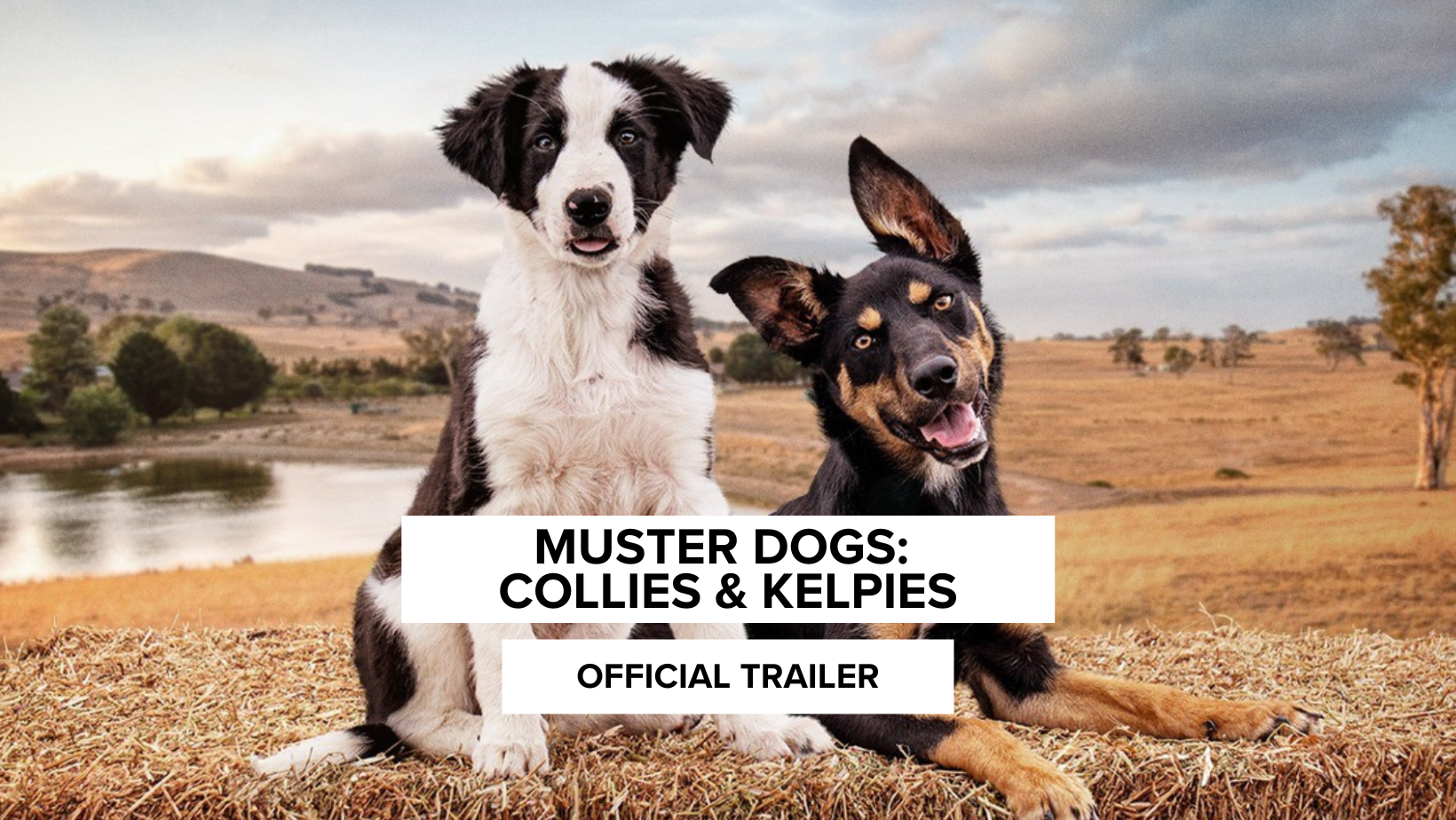 First Look At Muster Dogs Collies & Kelpies