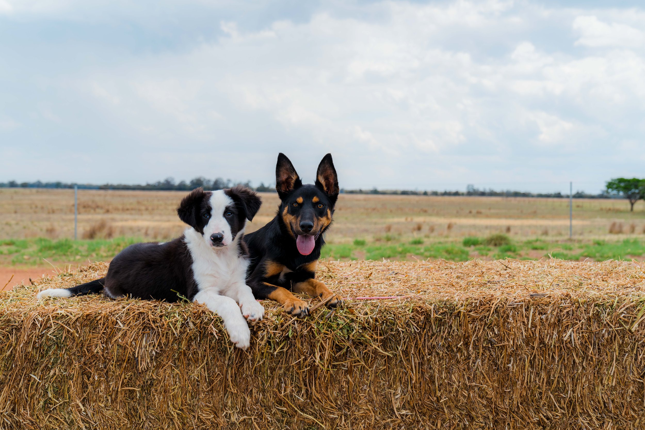 MusterDogs3_KeyArt-37.jpeg