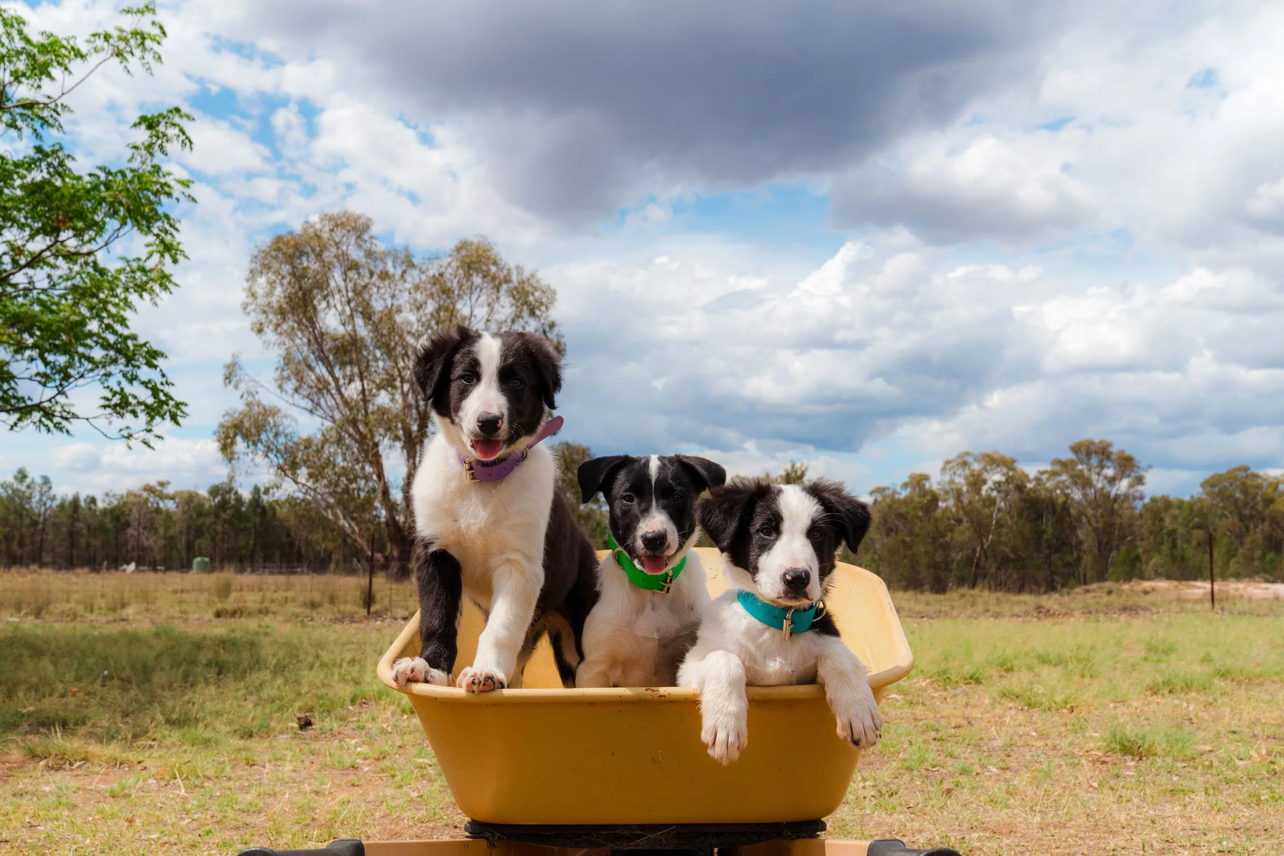 MusterDogs3_KeyArt-18.jpeg