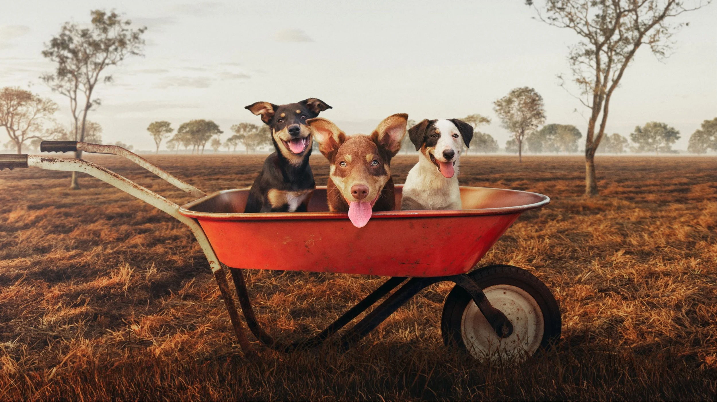 The wait is over! Muster Dogs is back with two unmissable series