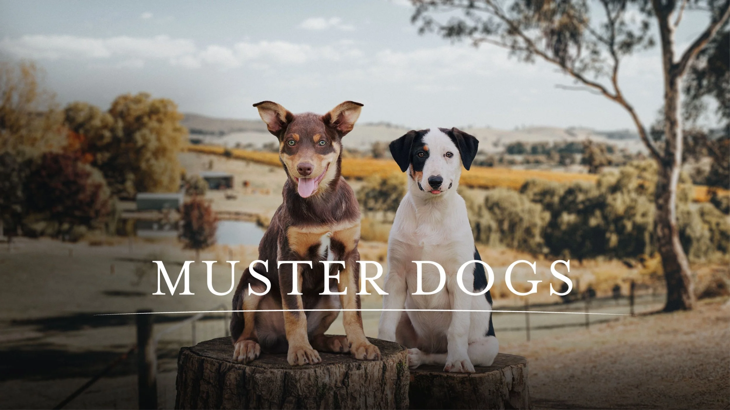 Muster Dogs