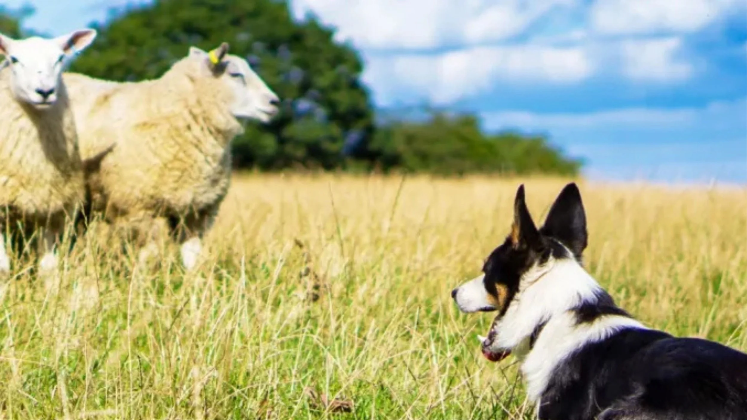 Australian Canine Reality Series ‘Muster Dogs’ To Be Remade In U.S. By Wonder Project For Prime Video