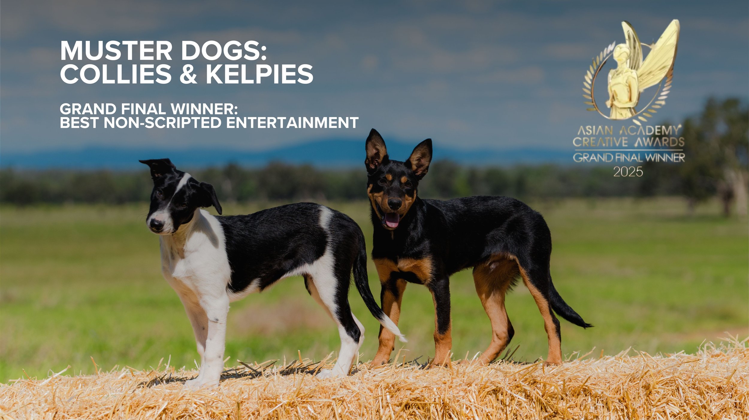 A Major Win for Muster Dogs on the Global Stage