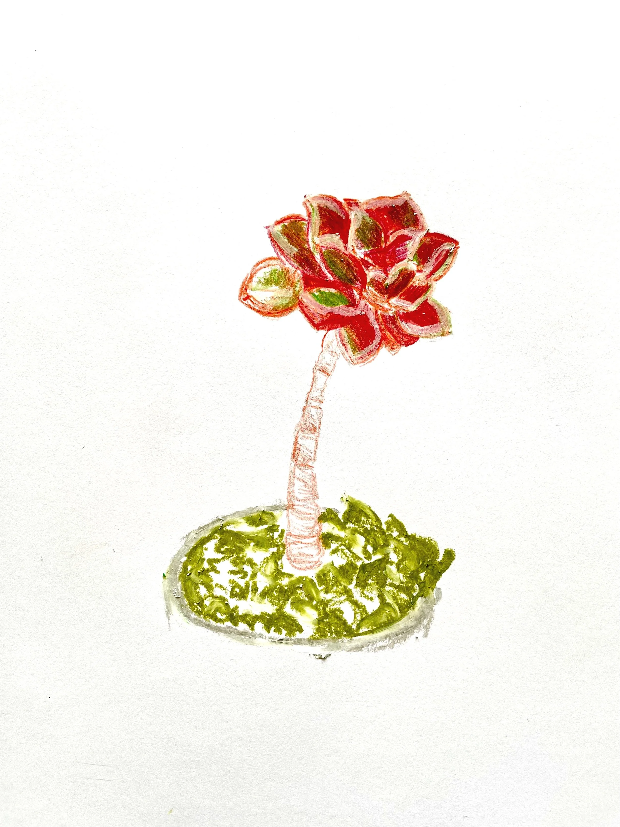Succulents in Colored Pencil