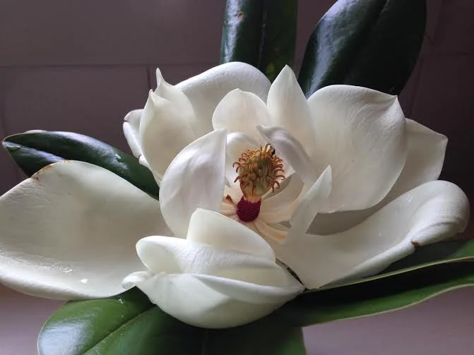 Sacred Earth Artwork - The Shamans Healing Ceremony