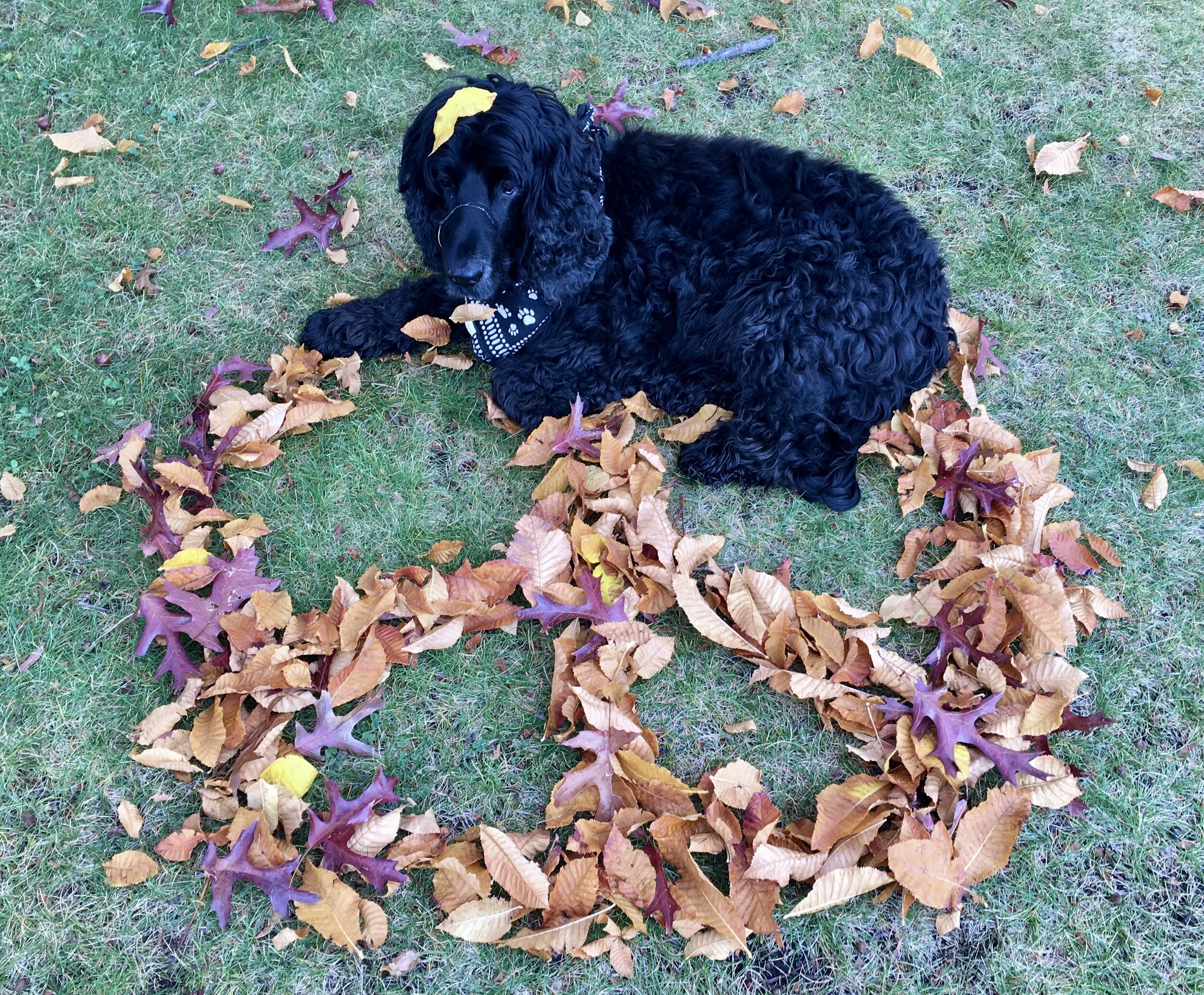 Expressions of PEACE by Artists at Interweave Arts