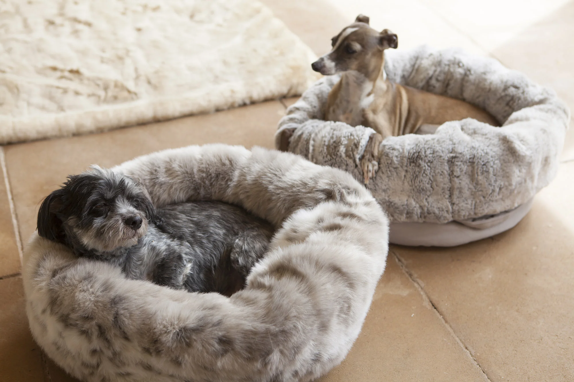 Bed Pods Bed Frame With Built In Dog Bed Plufl Human Dog Bed