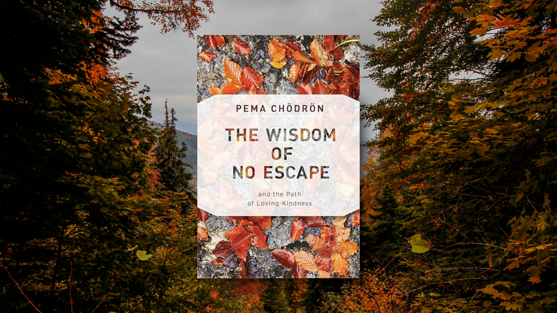 «The Wisdom of No Escape» της Pema Chödrön • Η αποδοχή ως πράξη θάρρους