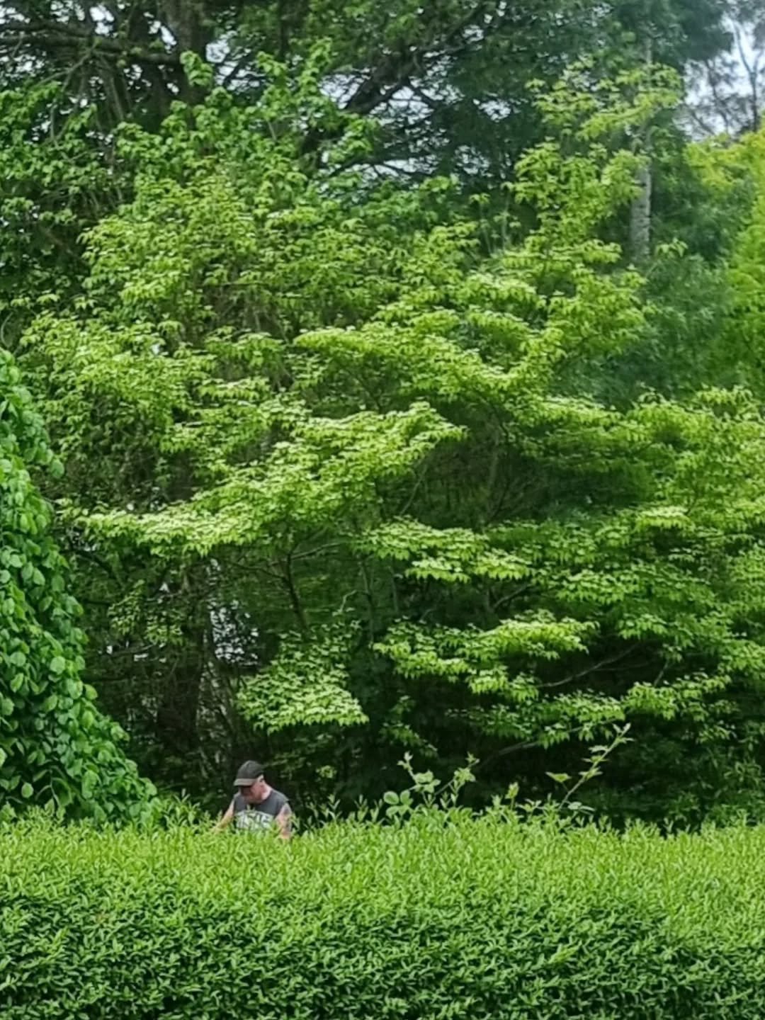 Cornus kousa var. chinensis &mdash; an absolute must-plant dogwood.  Its late-spring display is incredible, with creamy white bracts that sit elegantly above the foliage, almost floating.

Ours here was planted years ago as a tiny tube-stock baby 🪴 