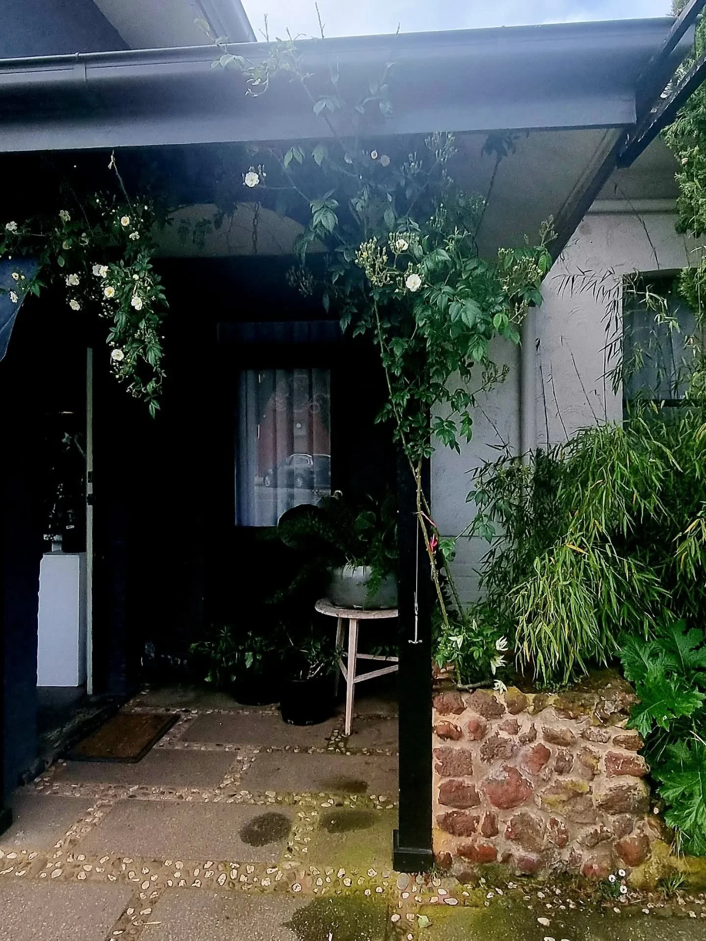 Our 'Rambling Rector'  is really taking off this season. Slow to establish, yes &mdash; but once it settles in and finds its happy place, it puts on the most incredible show.
Introduced in 1912 in Ireland 🇮🇪, though believed to be much older, this 