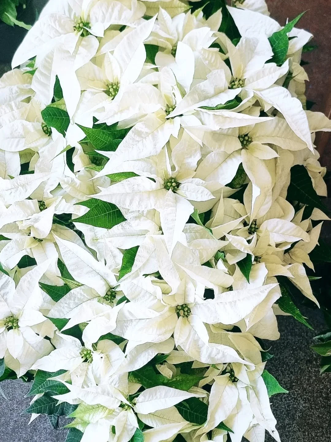 P O I N S E T T I A

Stunning white Poinsettias available in store.  Limited numbers available as in short supply🎄