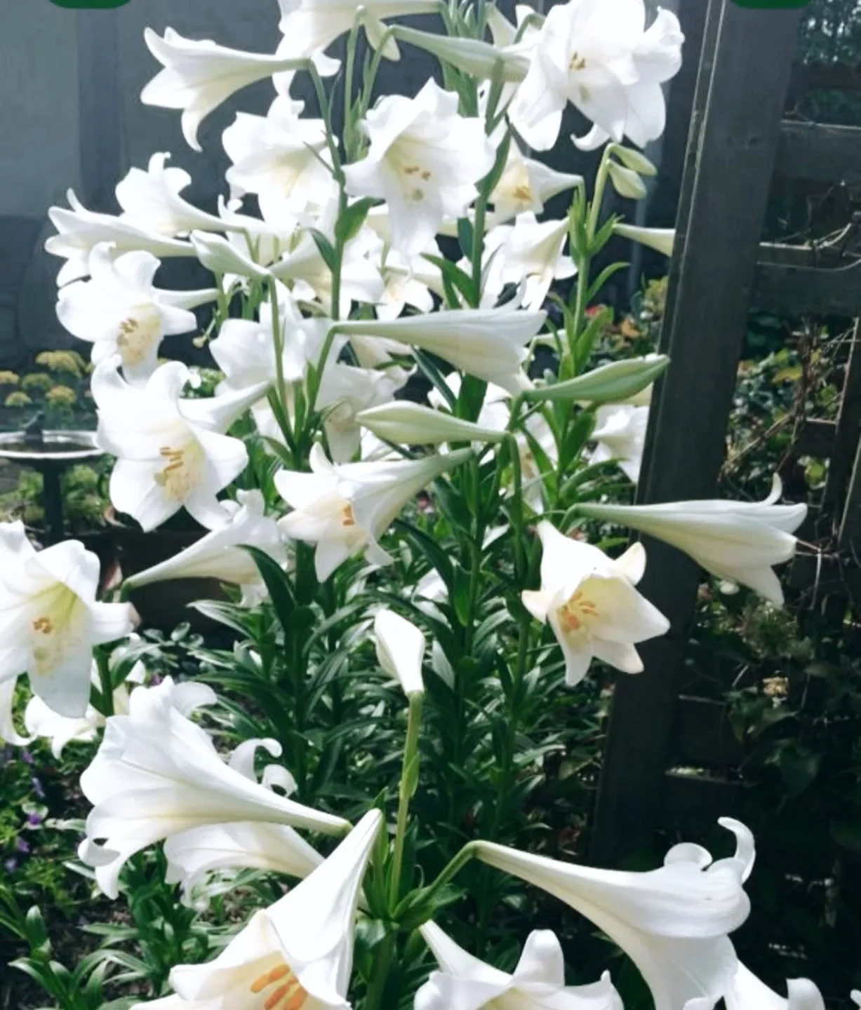 C H R I S T M A S  L I L L I E S 
Lillium longaflorum 🤍🎄

A true Christmas classic.

Delicately scented, with elegant creamy-white trumpet blooms, Christmas lilies bring timeless beauty and tradition to the festive season.

✨ Available in bunches
?