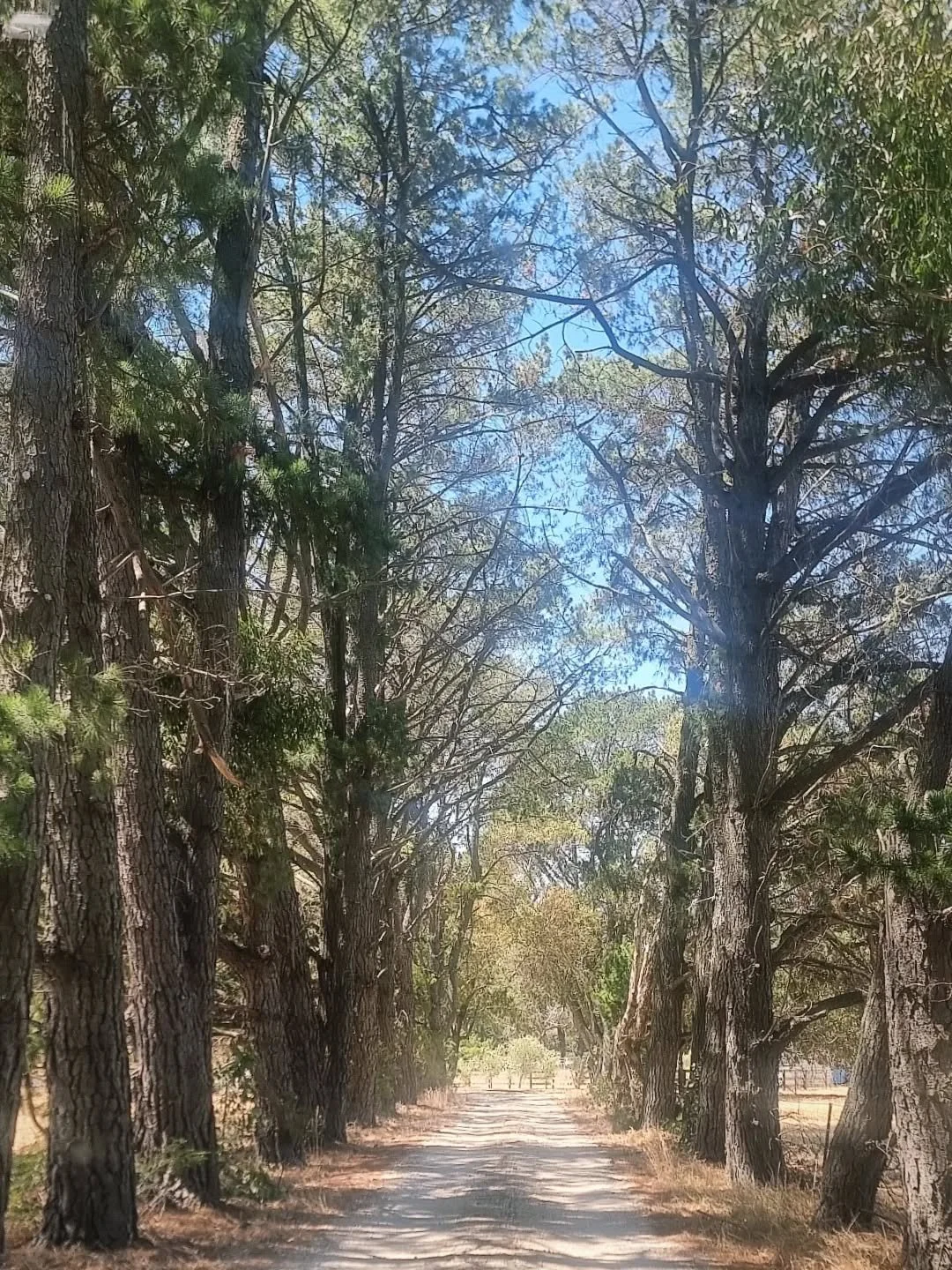 ✨️S I T E  V I S I T

Today&rsquo;s wedding site visit felt a little magical &mdash; a winding driveway lined with graceful eucalyptus trees- beautiful entrance🌳.

#mcivorestatewinery #flowersinavase1 #weddingvenue #tooborac