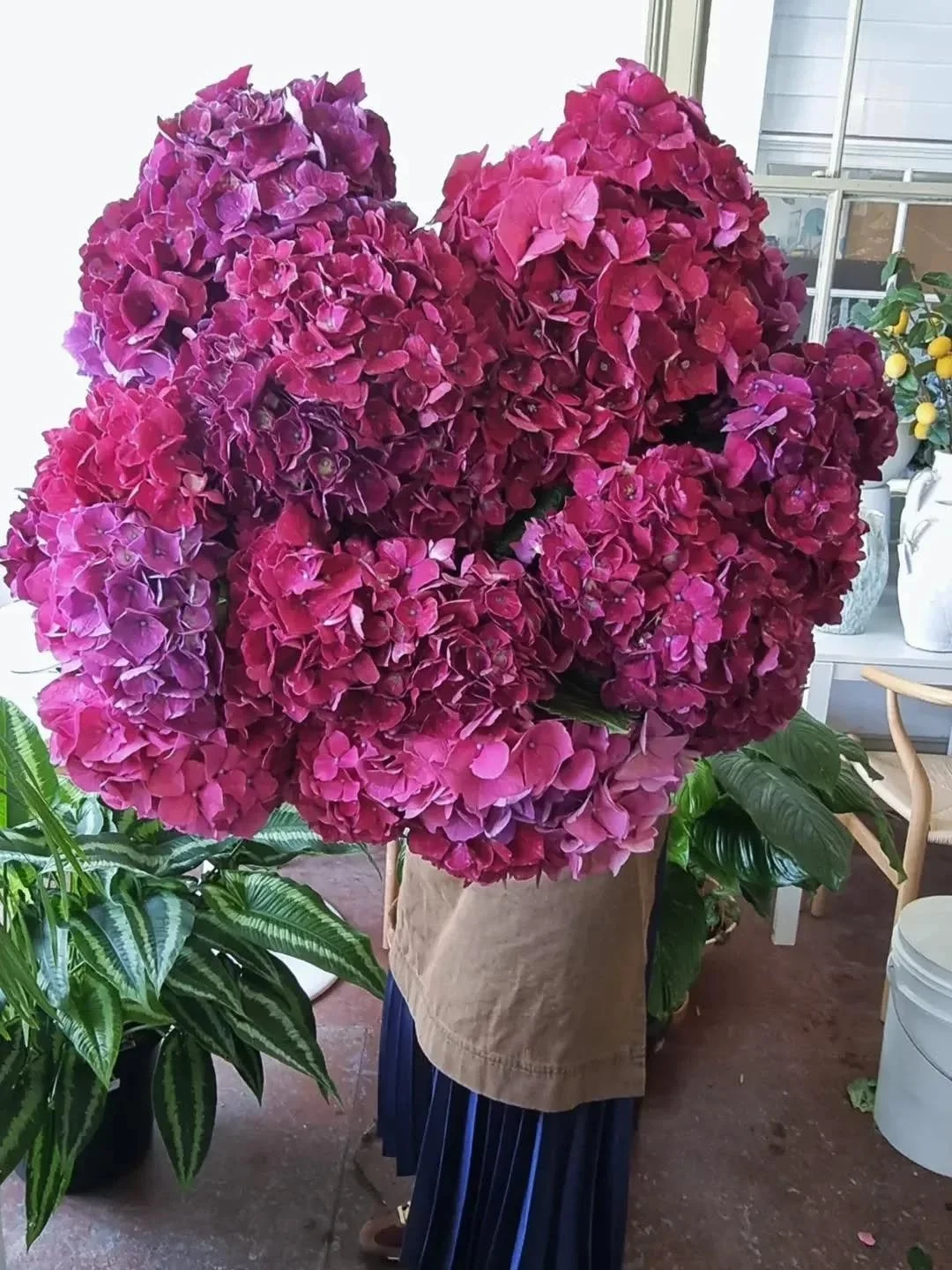 R A S P B E R R B Y  D E L I C I O U S 

It's Hydrangea season and I was very lucky and grateful  to receive these beauties from @santospiritoflowers 👏