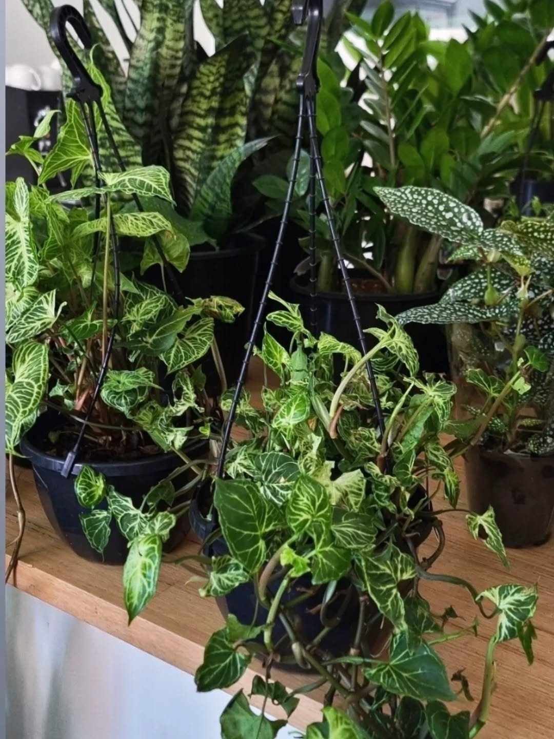 P L A N T S 🪴
Indoor

Just some of our new batch of indoor plants just in
at Flowers in a Vase  @flowersinavase1

#flowersinavase1 #indoorplants #woodend #florist 
#macedonrangesflorist