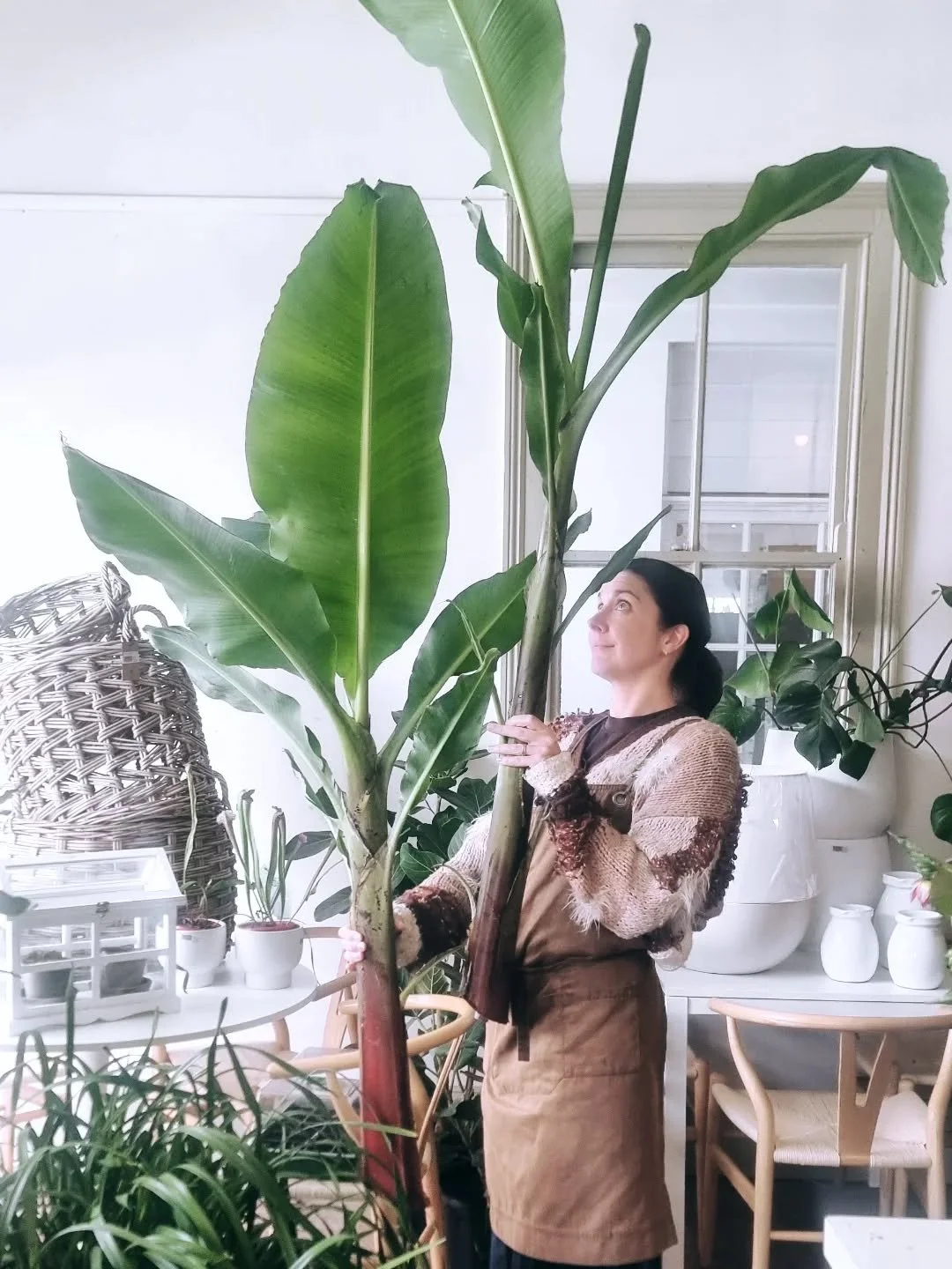 B A N A N A  L E A V E S 🪴 
Long-lasting foliage /leaves for a striking and  simple display -  available at Flowers in a Vase Woodend.  modelled by a lovely Melissa.

#flowersinavase1 #woodendflorist #beautifulflowers
#tropicalflowers