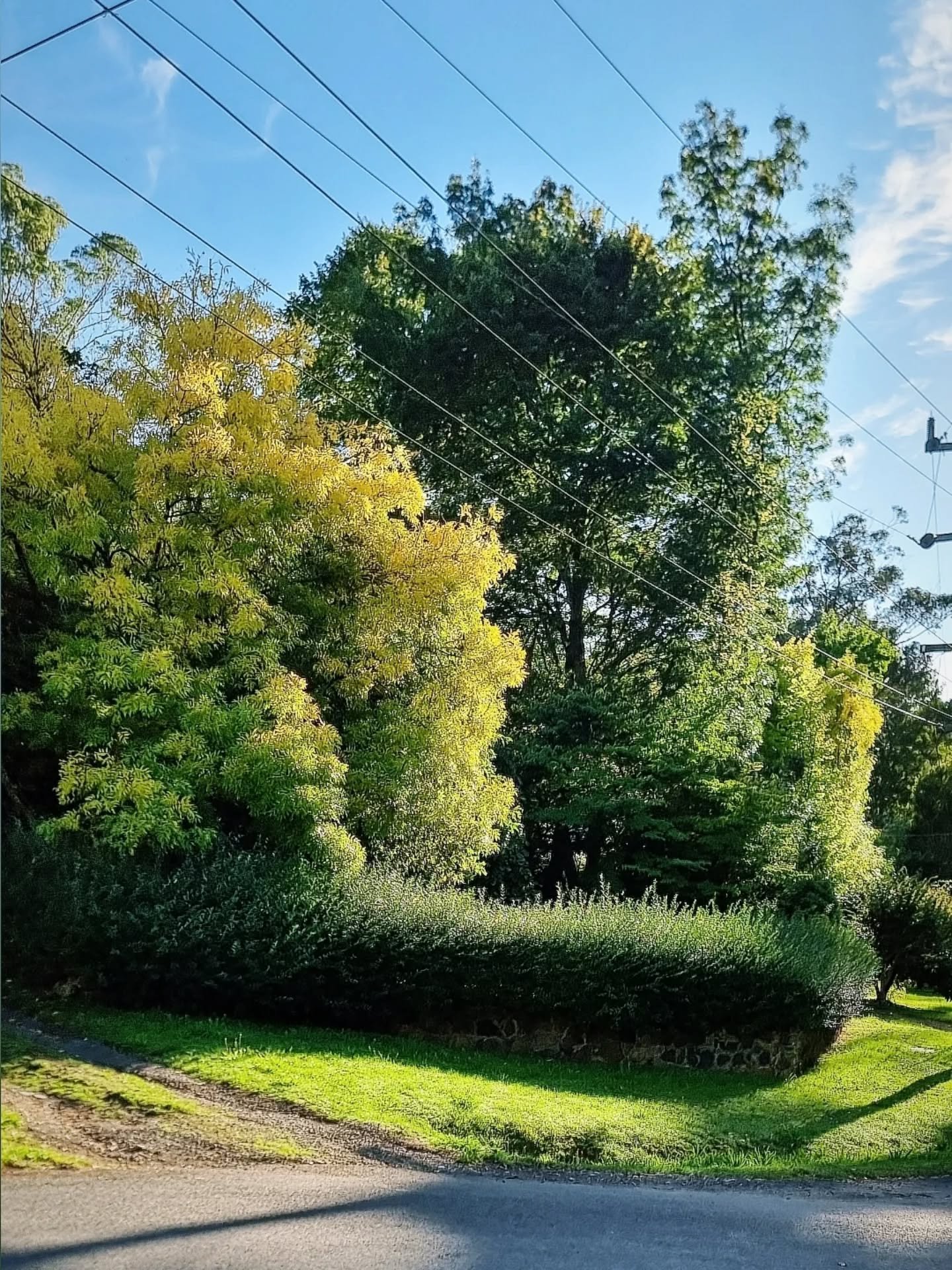 H E D G E  T R I M M I N G 

With the warm and wet weather these last few months, it had created a perfect growing environment  for our hedges, particularly our small leaf privot front hedge....
so we needed to get the big guns (blade) in ✂️

Before 