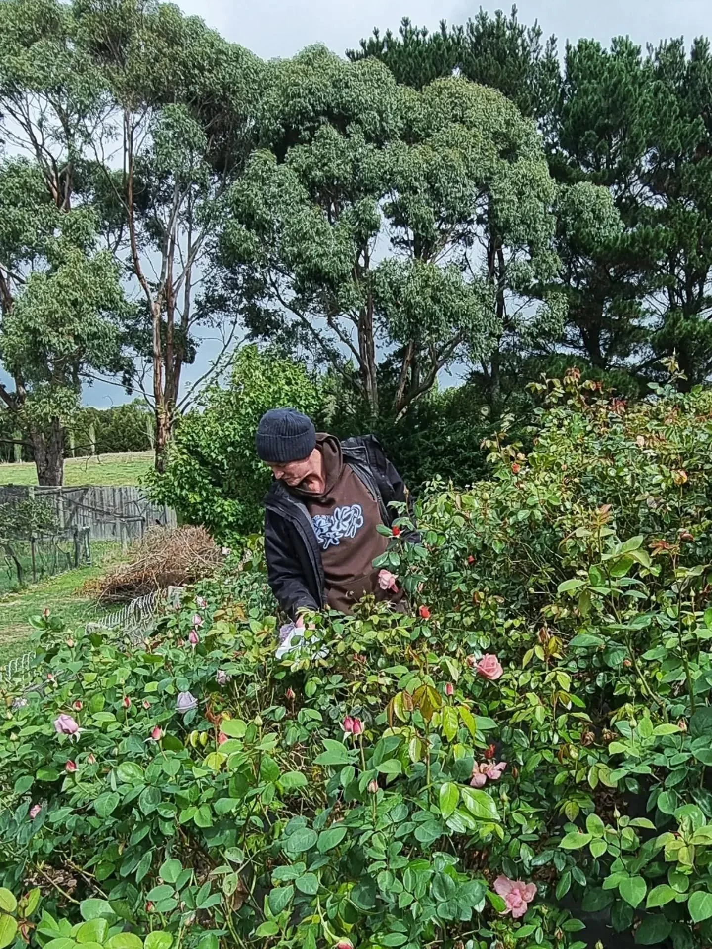 ✨F E E D I N G 

 The final flush of the season.✨🌸

Our last feed of these stunning David Austin roses &amp; hybrids is here 

We&rsquo;re nurturing them to perfection &mdash; strong, robust, and oh-so juicy &mdash; ready to shine in our Mother&rsqu