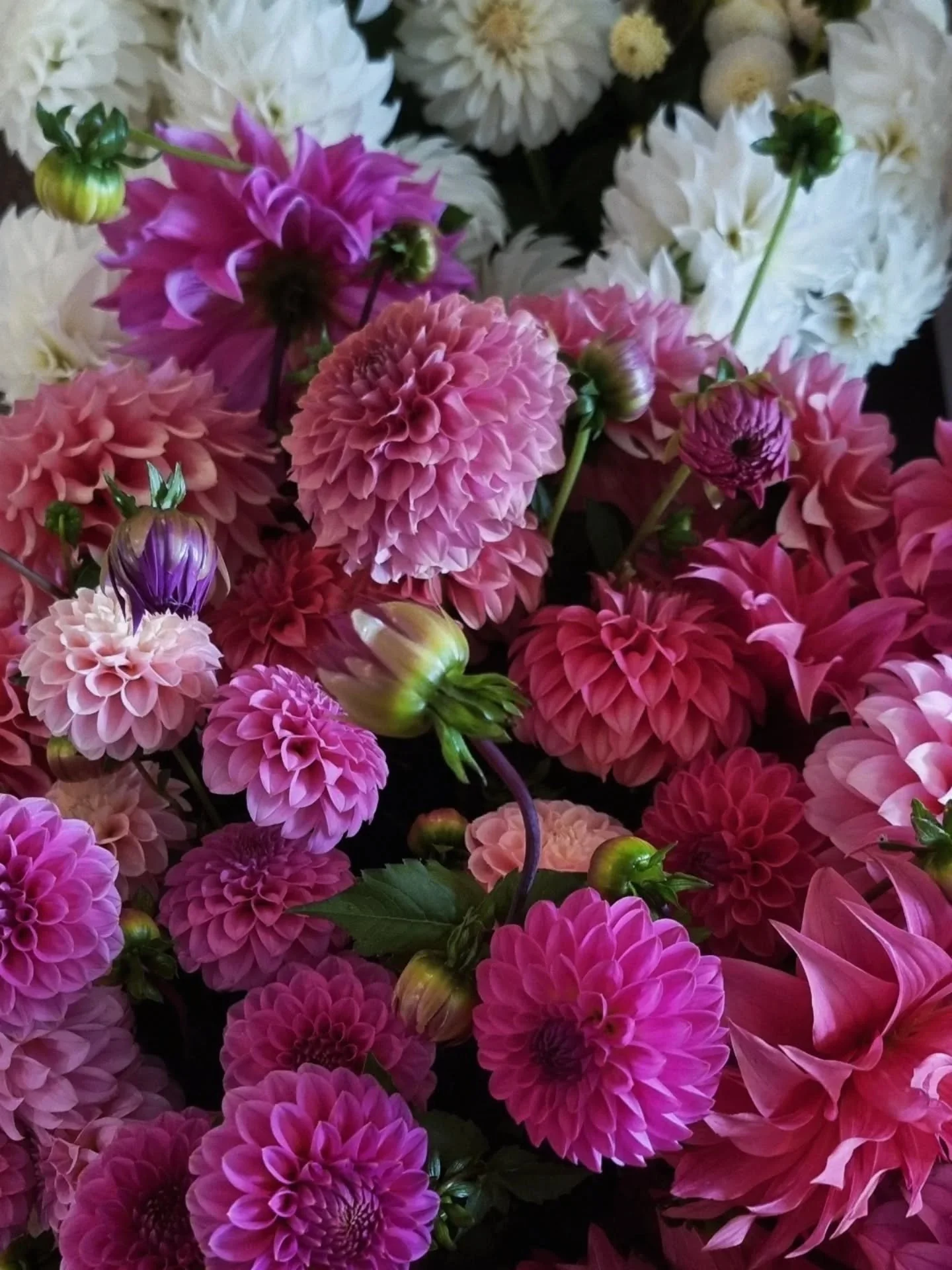 D A H L I A 'S
Just delivered by the Dahlia Queen, Hayley👑 @therookblooms these amazing dahlias.  Total quality.