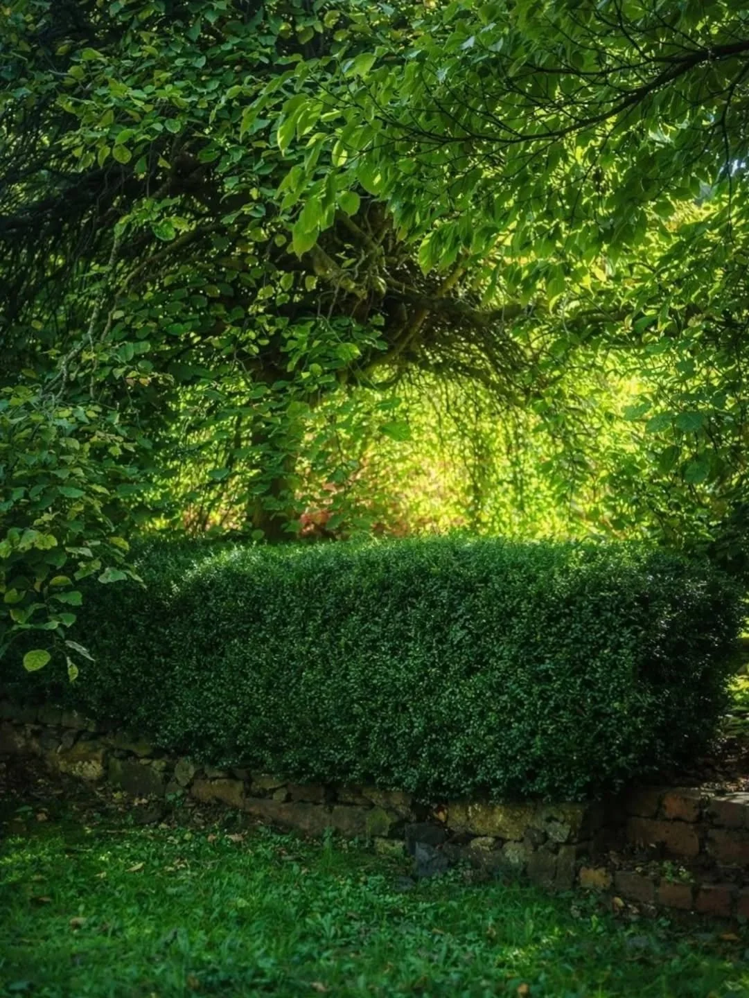 W E E P I N G  E L M

Our weeping elm in the front garden bordered by the Buxus hedge,  going into sunset yesterday.  This tree has grown from a baby with us since we moved to this amazing place we are blessed to call home - Mt Macedon / Macedon Rang