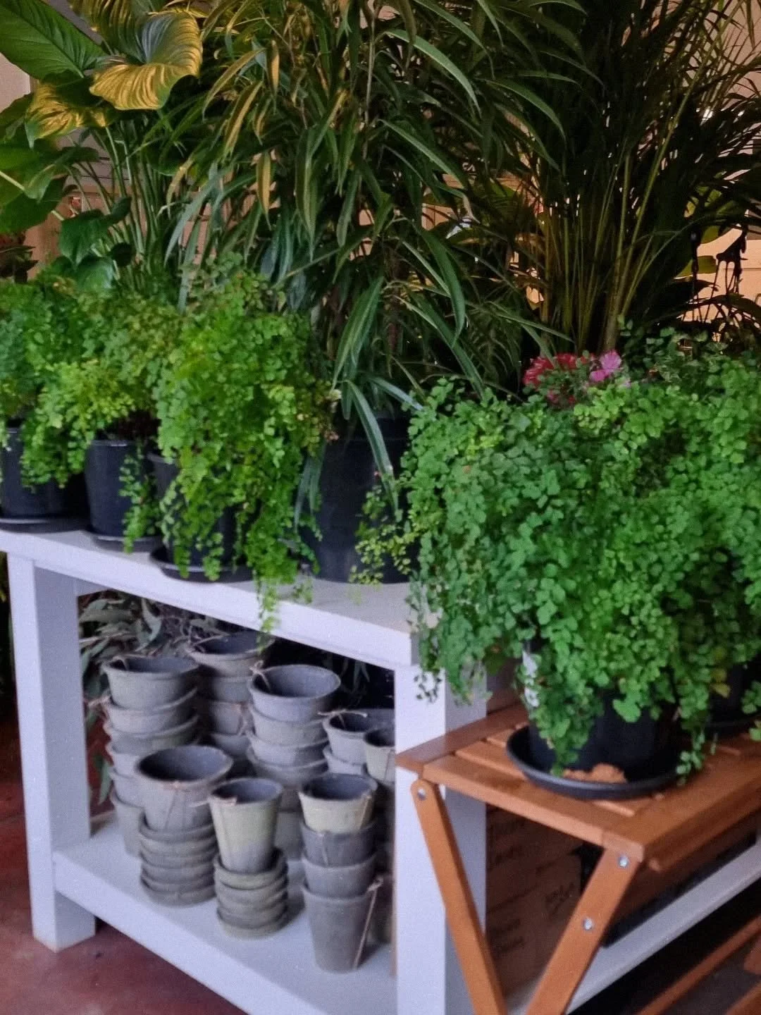 P O T S &amp;  P L A N T S
we have a great selection of plants, pots, and orchids, for Mum this Mothers Day.

Call us on 0354274554 to discuss your options 🪴🌿

#plants #flowersinavase1 #woodendflorist  #gisborneflorist #flowerswoodend